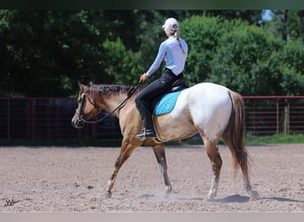 Appaloosa, Hongre, 3 Ans, 155 cm, Buckskin