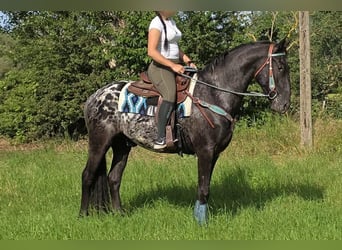 Appaloosa, Hongre, 3 Ans, 155 cm, Léopard