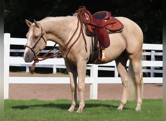 Appaloosa, Hongre, 3 Ans, 155 cm, Palomino