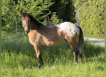 Appaloosa, Hongre, 3 Ans, 157 cm, Léopard