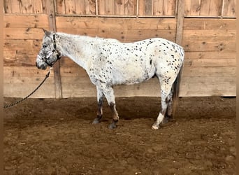 Appaloosa, Hongre, 4 Ans, 152 cm, Bai brun foncé