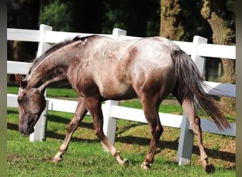 Appaloosa Croisé, Hongre, 4 Ans, 152 cm, Rouan Rouge