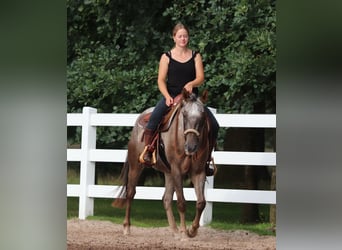 Appaloosa Croisé, Hongre, 4 Ans, 152 cm, Rouan Rouge