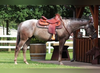 Appaloosa Croisé, Hongre, 4 Ans, 152 cm, Rouan Rouge