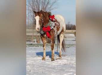 Appaloosa, Hongre, 4 Ans, 155 cm, Alezan brûlé
