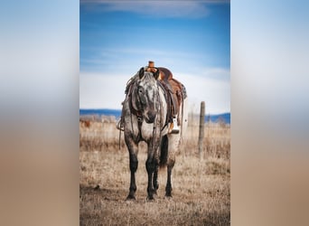 Appaloosa, Hongre, 4 Ans, 155 cm, Bai