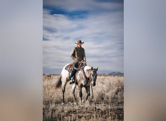 Appaloosa, Hongre, 4 Ans, 155 cm, Bai