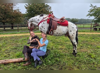 Appaloosa Croisé, Hongre, 4 Ans, 156 cm, Léopard