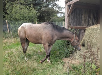 Appaloosa, Hongre, 4 Ans, 158 cm, Roan-Bay