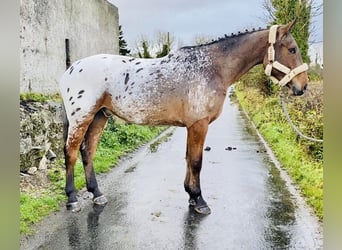 Appaloosa, Hongre, 4 Ans, 173 cm, Léopard