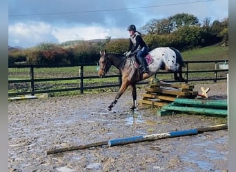 Appaloosa, Hongre, 4 Ans, 173 cm, Léopard