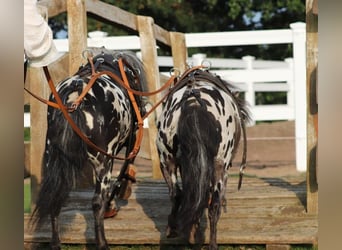 Appaloosa, Hongre, 4 Ans, 95 cm, Léopard