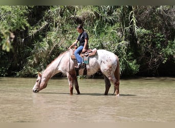 Appaloosa, Hongre, 4 Ans, Bai