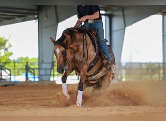 Appaloosa, Hongre, 4 Ans, Isabelle