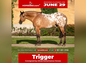 Appaloosa, Hongre, 4 Ans, Isabelle