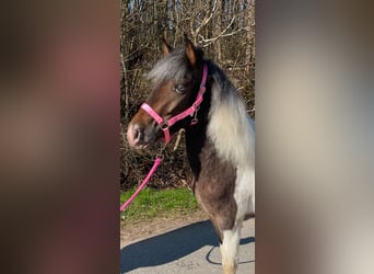 Appaloosa Croisé, Hongre, 4 Ans, Pinto