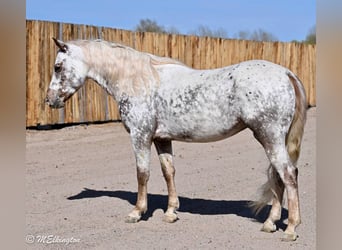 Appaloosa, Hongre, 5 Ans, 142 cm