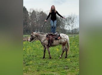 Appaloosa, Hongre, 5 Ans, 145 cm, Roan-Bay