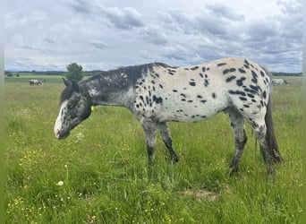 Appaloosa, Hongre, 5 Ans, 150 cm, Léopard