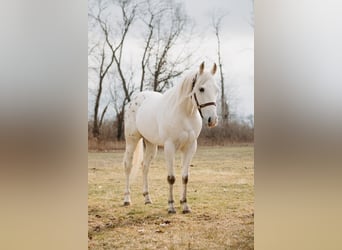 Appaloosa, Hongre, 5 Ans, 150 cm, Léopard
