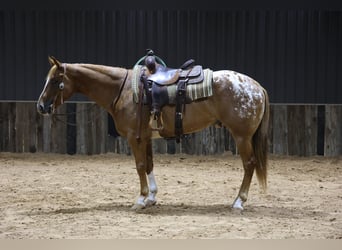 Appaloosa, Hongre, 5 Ans, 152 cm, Alezan brûlé