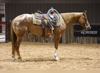 Appaloosa, Hongre, 5 Ans, 152 cm, Alezan brûlé