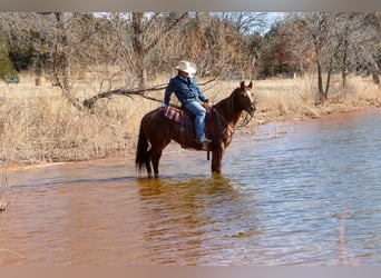 Appaloosa, Hongre, 5 Ans, 152 cm