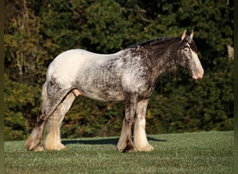 Appaloosa, Hongre, 5 Ans, 152 cm, Rouan Rouge