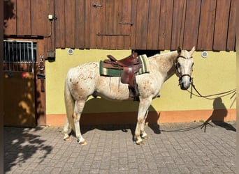 Appaloosa, Hongre, 5 Ans, 153 cm, Palomino