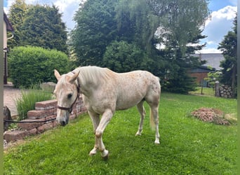 Appaloosa, Hongre, 5 Ans, 153 cm, Palomino