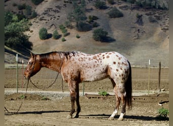 Appaloosa, Hongre, 5 Ans, 157 cm, Buckskin