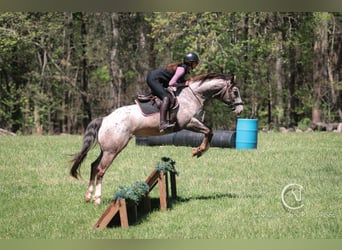 Appaloosa Croisé, Hongre, 5 Ans, 157 cm, Rouan Bleu
