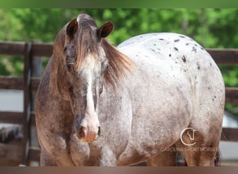 Appaloosa Croisé, Hongre, 5 Ans, 157 cm, Rouan Bleu