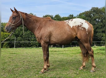 Appaloosa, Hongre, 5 Ans, 160 cm, Alezan brûlé