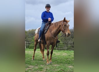 Appaloosa, Hongre, 5 Ans, 160 cm, Alezan brûlé