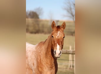 Appaloosa, Hongre, 5 Ans, 160 cm, Alezan dun