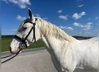 Appaloosa, Hongre, 5 Ans, 161 cm