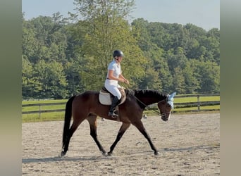 Appaloosa, Hongre, 5 Ans, 165 cm, Bai cerise