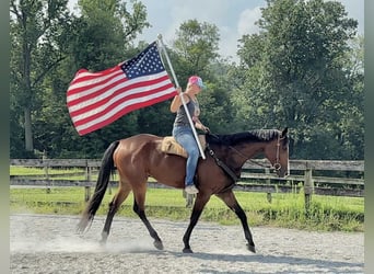 Appaloosa, Hongre, 5 Ans, 165 cm, Bai cerise