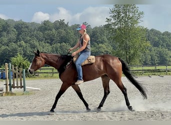 Appaloosa, Hongre, 5 Ans, 165 cm, Bai cerise