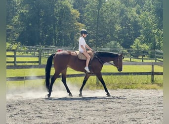 Appaloosa, Hongre, 5 Ans, 165 cm, Bai cerise
