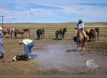 Appaloosa, Hongre, 5 Ans, Alezan brûlé