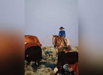Appaloosa, Hongre, 5 Ans, Alezan brûlé