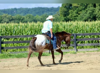 Appaloosa, Hongre, 5 Ans, Alezan cuivré