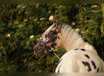 Appaloosa, Hongre, 5 Ans