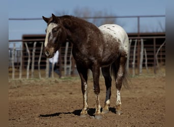 Appaloosa, Hongre, 6 Ans, 145 cm, Alezan brûlé