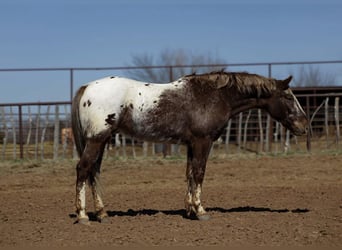 Appaloosa, Hongre, 6 Ans, 145 cm, Alezan brûlé