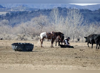 Appaloosa, Hongre, 6 Ans, 145 cm, Alezan brûlé