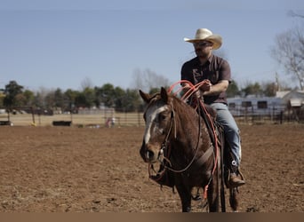 Appaloosa, Hongre, 6 Ans, 145 cm, Alezan brûlé