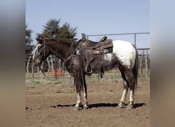 Appaloosa, Hongre, 6 Ans, 145 cm, Alezan brûlé